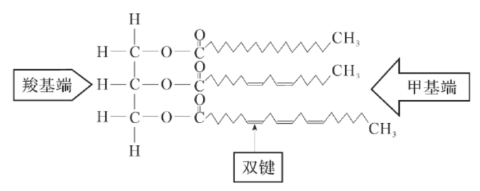　脂肪酸的結(jié)構(gòu)