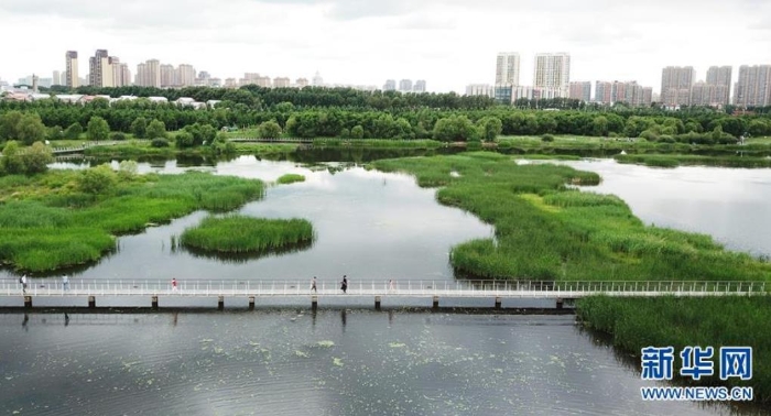 6月25日，市民在哈爾濱大劇院附近的城市濕地游玩（無(wú)人機(jī)照片）。新華社記者王建威攝