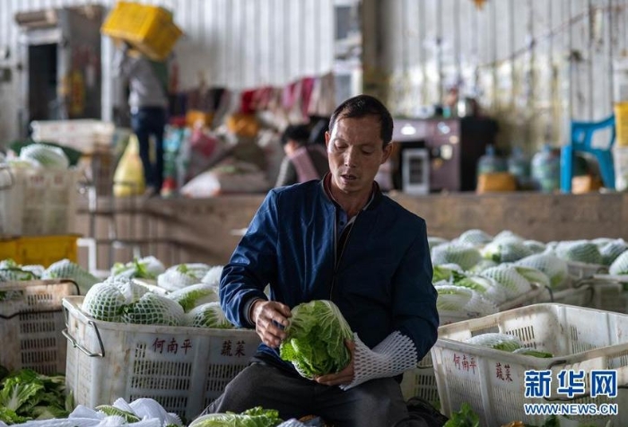 在通?？h一家農(nóng)產(chǎn)品公司冷庫(kù)基地，一名工人給蔬菜套袋（3月4日攝）。新華社記者 胡超 攝