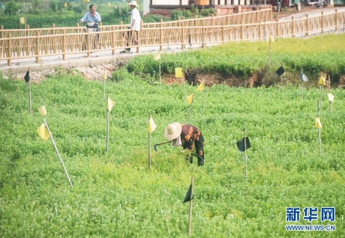 村民在湖北省蘄春縣赤東鎮(zhèn)蘄艾種植基地除草（8月25日攝）。新華社記者 肖藝九 攝
