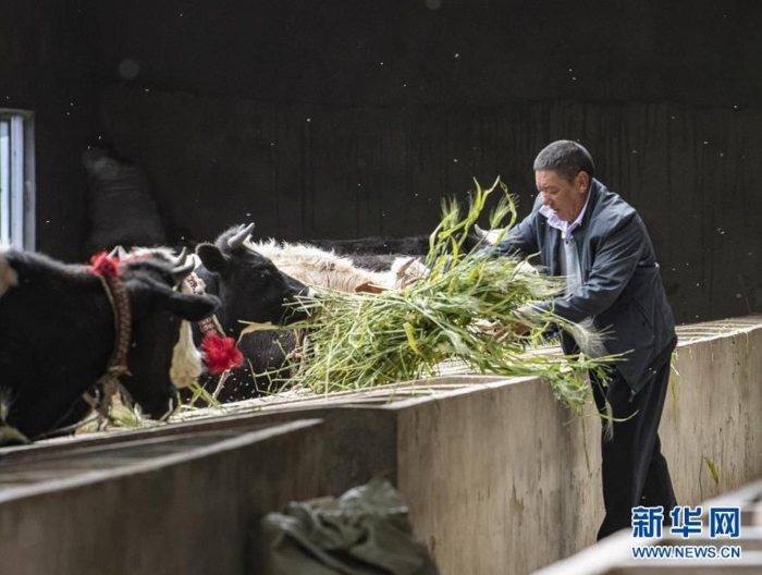 在西藏日喀則市江孜縣江孜鎮(zhèn)東郊村康蘇農(nóng)民養(yǎng)牛專業(yè)合作社，尼瑪次仁在喂牛（8月28日攝）。  新華社記者 孫非 攝