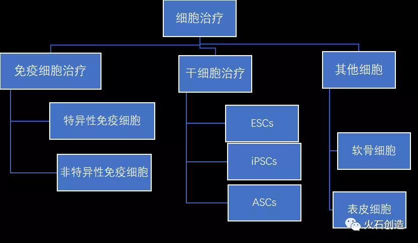 圖1 細胞治療產(chǎn)業(yè)細分領(lǐng)域情況
