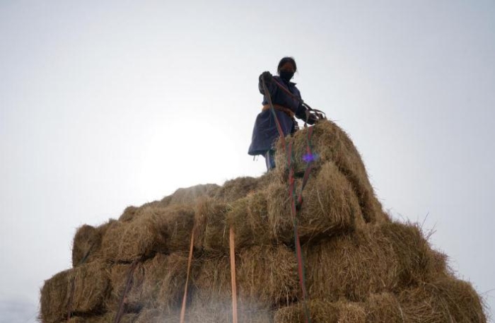 在青海省果洛藏族自治州甘德縣江千鄉(xiāng)，村民正在給剛收割完的飼草打捆。（2020年11月3日攝）。新華社記者陳凱 攝