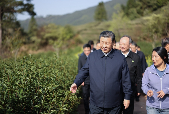 3月22日至25日，中共中央總書記、國(guó)家主席、中央軍委主席習(xí)近平在福建考察。這是22日下午，習(xí)近平在南平武夷山市星村鎮(zhèn)燕子窠生態(tài)茶園，察看春茶長(zhǎng)勢(shì)，了解當(dāng)?shù)夭璁a(chǎn)業(yè)發(fā)展情況。新華社記者 王曄 攝