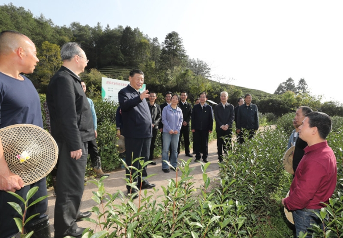3月22日至25日，中共中央總書記、國(guó)家主席、中央軍委主席習(xí)近平在福建考察。這是22日下午，習(xí)近平在南平武夷山市星村鎮(zhèn)燕子窠生態(tài)茶園，同科技特派員、茶農(nóng)親切交流，了解當(dāng)?shù)夭璁a(chǎn)業(yè)發(fā)展情況。新華社記者 鞠鵬 攝