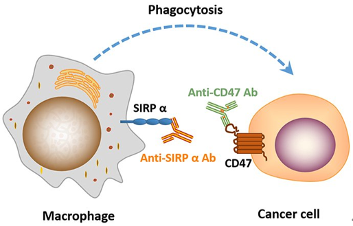 圖1用抗 CD47或SIRPɑ抗體可以作為誘導(dǎo)巨噬細胞吞噬腫瘤細胞