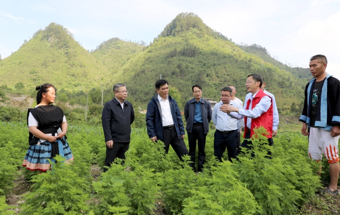 圖為廣西壯族自治區(qū)藥監(jiān)局深入田間地頭了解青蒿種植情況。（程奇攝）