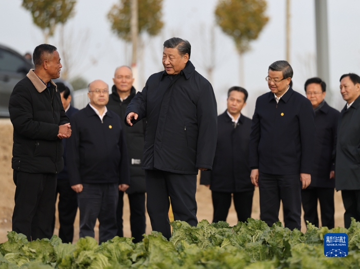 11月10日，中共中央總書記、國家主席、中央軍委主席習(xí)近平在北京、河北考察災(zāi)后恢復(fù)重建工作。這是10日下午，習(xí)近平在河北保定涿州市刁窩鎮(zhèn)萬全莊村村邊農(nóng)田察看大白菜長勢。新華社發(fā)（盛佳鵬攝）