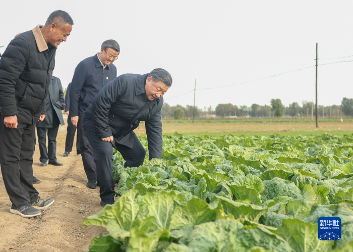 11月10日，中共中央總書記、國家主席、中央軍委主席習(xí)近平在北京、河北考察災(zāi)后恢復(fù)重建工作。這是10日下午，習(xí)近平在河北保定涿州市刁窩鎮(zhèn)萬全莊村村邊農(nóng)田察看大白菜長勢。新華社記者 鞠鵬 攝