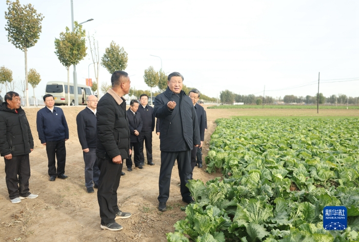 11月10日，中共中央總書記、國家主席、中央軍委主席習(xí)近平在北京、河北考察災(zāi)后恢復(fù)重建工作。這是10日下午，習(xí)近平在河北保定涿州市刁窩鎮(zhèn)萬全莊村村邊農(nóng)田察看大白菜長勢。新華社記者 鞠鵬 攝